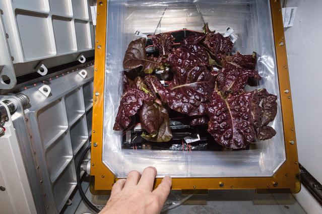 NASA image: Flight Photos - VEG-01B Day 32