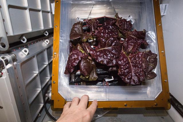 NASA image: Flight Photos - VEG-01B Day 32