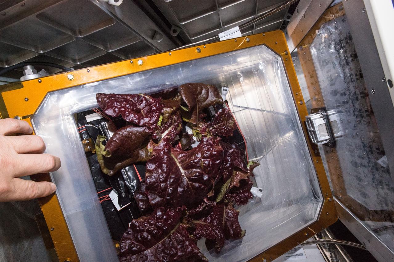 Astronaut Scott Kelly initiated VEG-01 B, the second crop of lettuce, on July, 8, 2015, and both Kelly and Astronaut Kjell Lindgren cared for the plants. The crop grew for 33 days. VEG-01 B included one set of six plant pillows planted with red romaine lettuce seeds. On Aug. 10, 2015, the crew harvested and consumed leaves from each plant. This was the first crop grown and consumed in NASA hardware. They harvested the rest of the plant tissue and froze it in the station’s Minus Eighty-Degree Laboratory Freezer for ISS (MELFI) for return to Earth for further study including microbial analysis, antioxidant capacity, mineral analysis and anthocyanin concentration. 