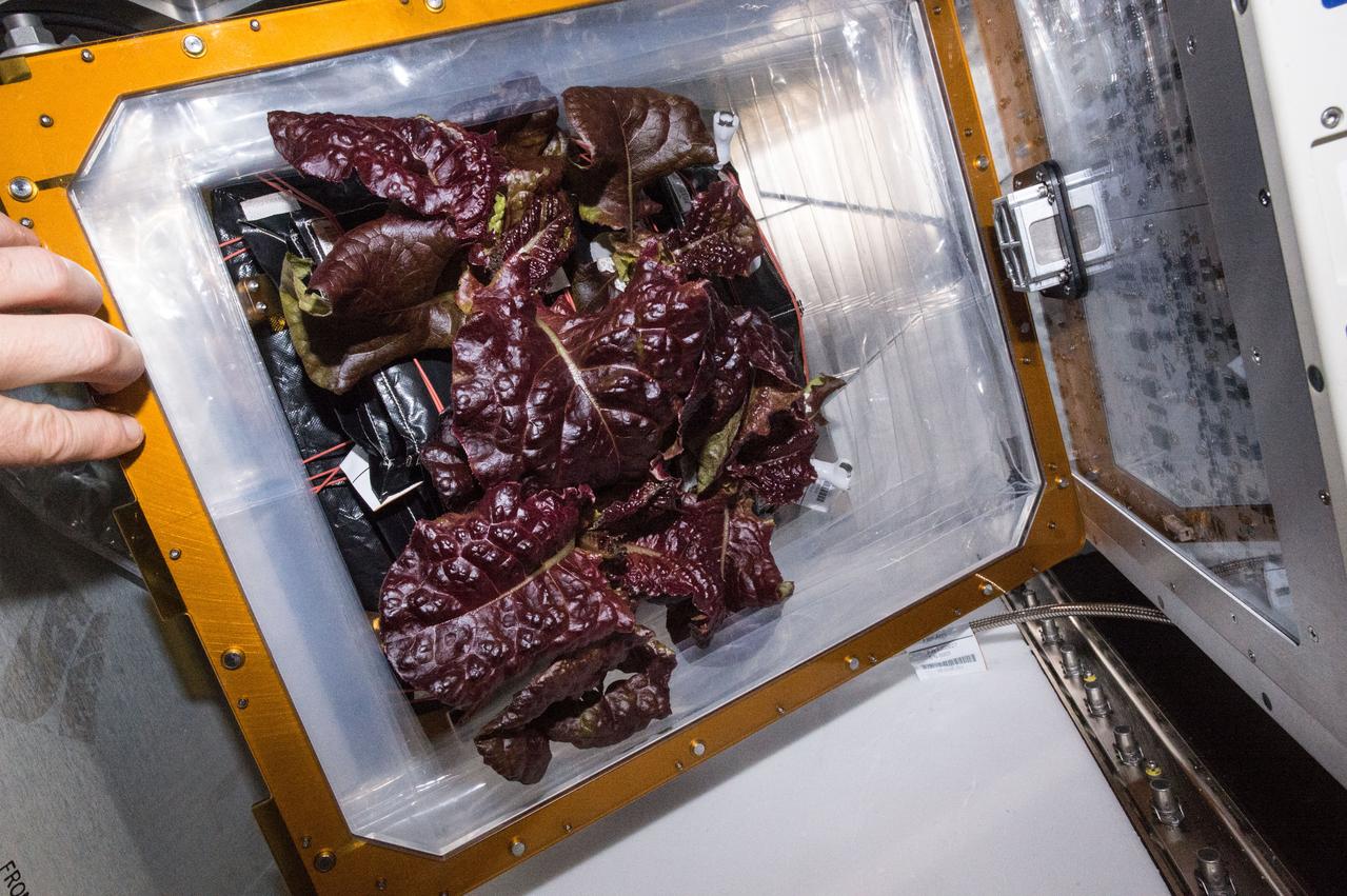 Astronaut Scott Kelly initiated VEG-01 B, the second crop of lettuce, on July, 8, 2015, and both Kelly and Astronaut Kjell Lindgren cared for the plants. The crop grew for 33 days. VEG-01 B included one set of six plant pillows planted with red romaine lettuce seeds. On Aug. 10, 2015, the crew harvested and consumed leaves from each plant. This was the first crop grown and consumed in NASA hardware. They harvested the rest of the plant tissue and froze it in the station’s Minus Eighty-Degree Laboratory Freezer for ISS (MELFI) for return to Earth for further study including microbial analysis, antioxidant capacity, mineral analysis and anthocyanin concentration. 
