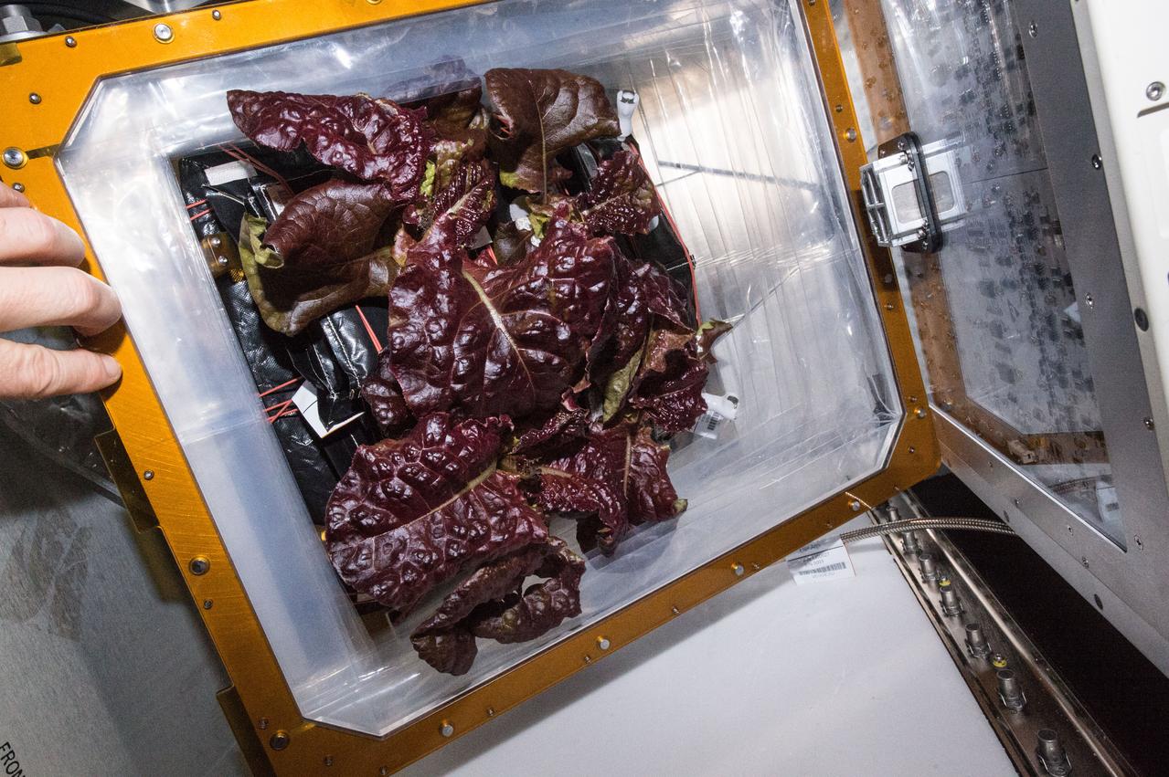 Astronaut Scott Kelly initiated VEG-01 B, the second crop of lettuce, on July, 8, 2015, and both Kelly and Astronaut Kjell Lindgren cared for the plants. The crop grew for 33 days. VEG-01 B included one set of six plant pillows planted with red romaine lettuce seeds. On Aug. 10, 2015, the crew harvested and consumed leaves from each plant. This was the first crop grown and consumed in NASA hardware. They harvested the rest of the plant tissue and froze it in the station’s Minus Eighty-Degree Laboratory Freezer for ISS (MELFI) for return to Earth for further study including microbial analysis, antioxidant capacity, mineral analysis and anthocyanin concentration. 