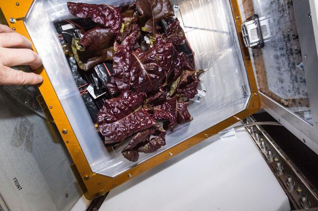 NASA image: Flight Photos - VEG-01B Day 32