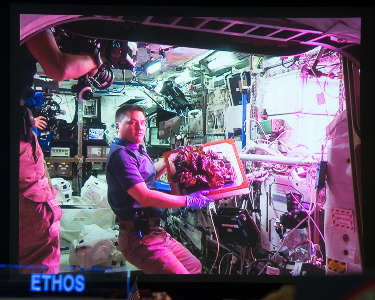 Astronaut Scott Kelly initiated VEG-01 B, the second crop of lettuce, on July, 8, 2015, and both Kelly and Astronaut Kjell Lindgren cared for the plants. The crop grew for 33 days. VEG-01 B included one set of six plant pillows planted with red romaine lettuce seeds. On Aug. 10, 2015, the crew harvested and consumed leaves from each plant. This was the first crop grown and consumed in NASA hardware. They harvested the rest of the plant tissue and froze it in the station’s Minus Eighty-Degree Laboratory Freezer for ISS (MELFI) for return to Earth for further study including microbial analysis, antioxidant capacity, mineral analysis and anthocyanin concentration.