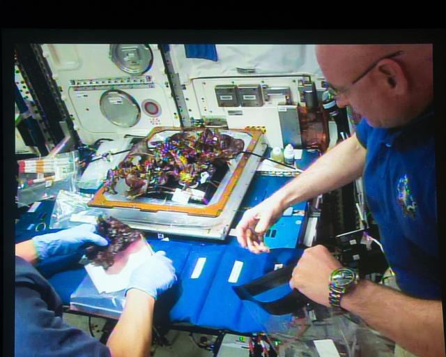 NASA image: Flight Photos - VEG-01B Day 33 - Plants at Harvest