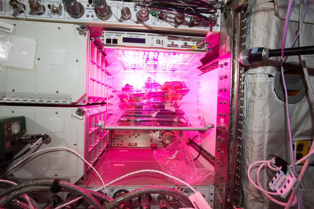 NASA image: Flight Photos - VEG-01B Day 33 - Plants at Harvest