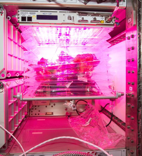 NASA image: Flight Photos - VEG-01B Day 33 - Plants at Harvest