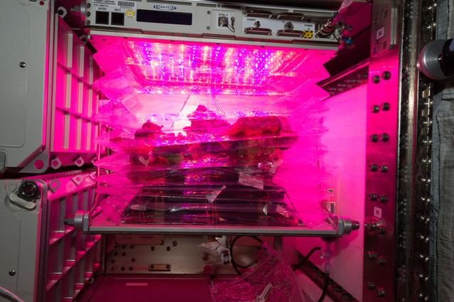 NASA image: Flight Photos - VEG-01B Day 33 - Plants at Harvest