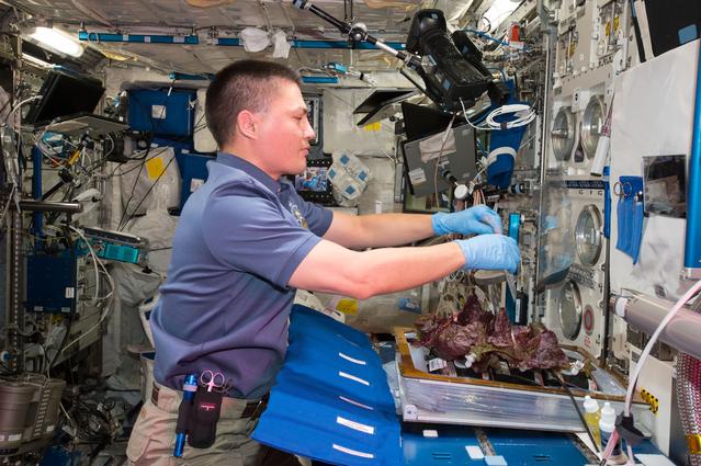 NASA image: Flight Photos - VEG-01B Day 33 - Plants at Harvest