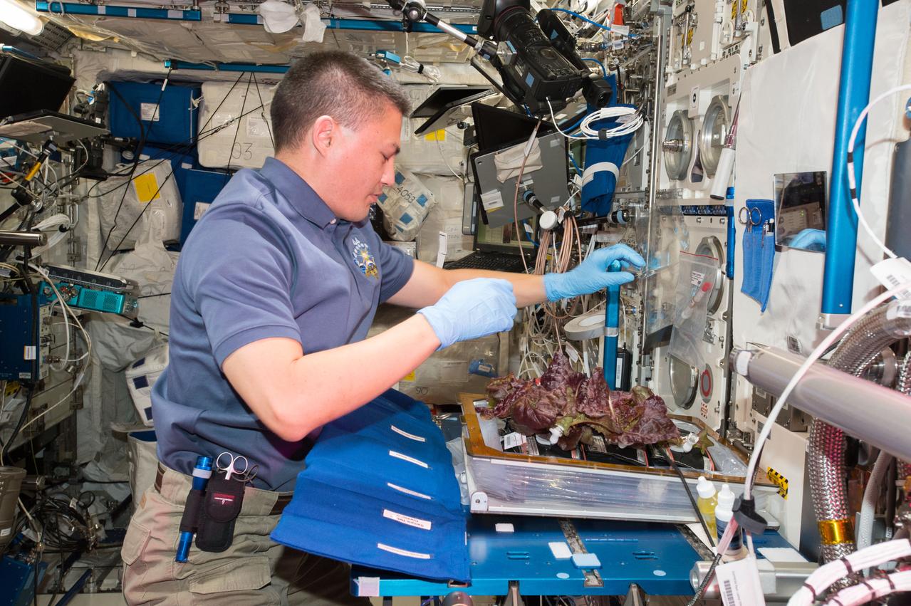 Flight Photos - VEG-01B Day 33 - Plants at Harvest