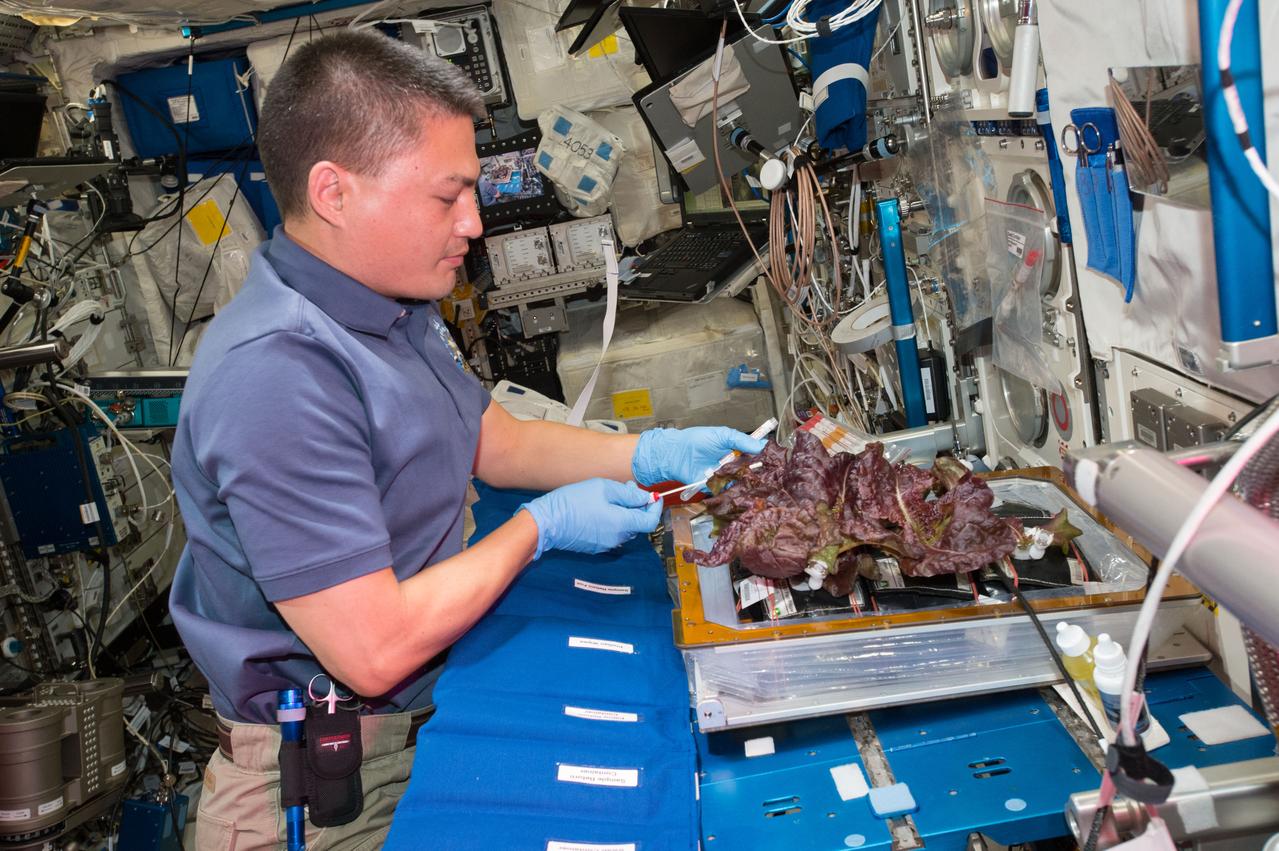 Flight Photos - VEG-01B Day 33 - Plants at Harvest