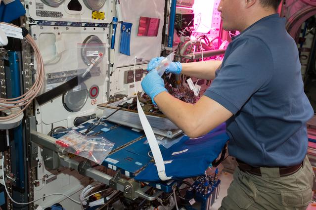 NASA image: Flight Photos - VEG-01B Day 33 - Plants at Harvest
