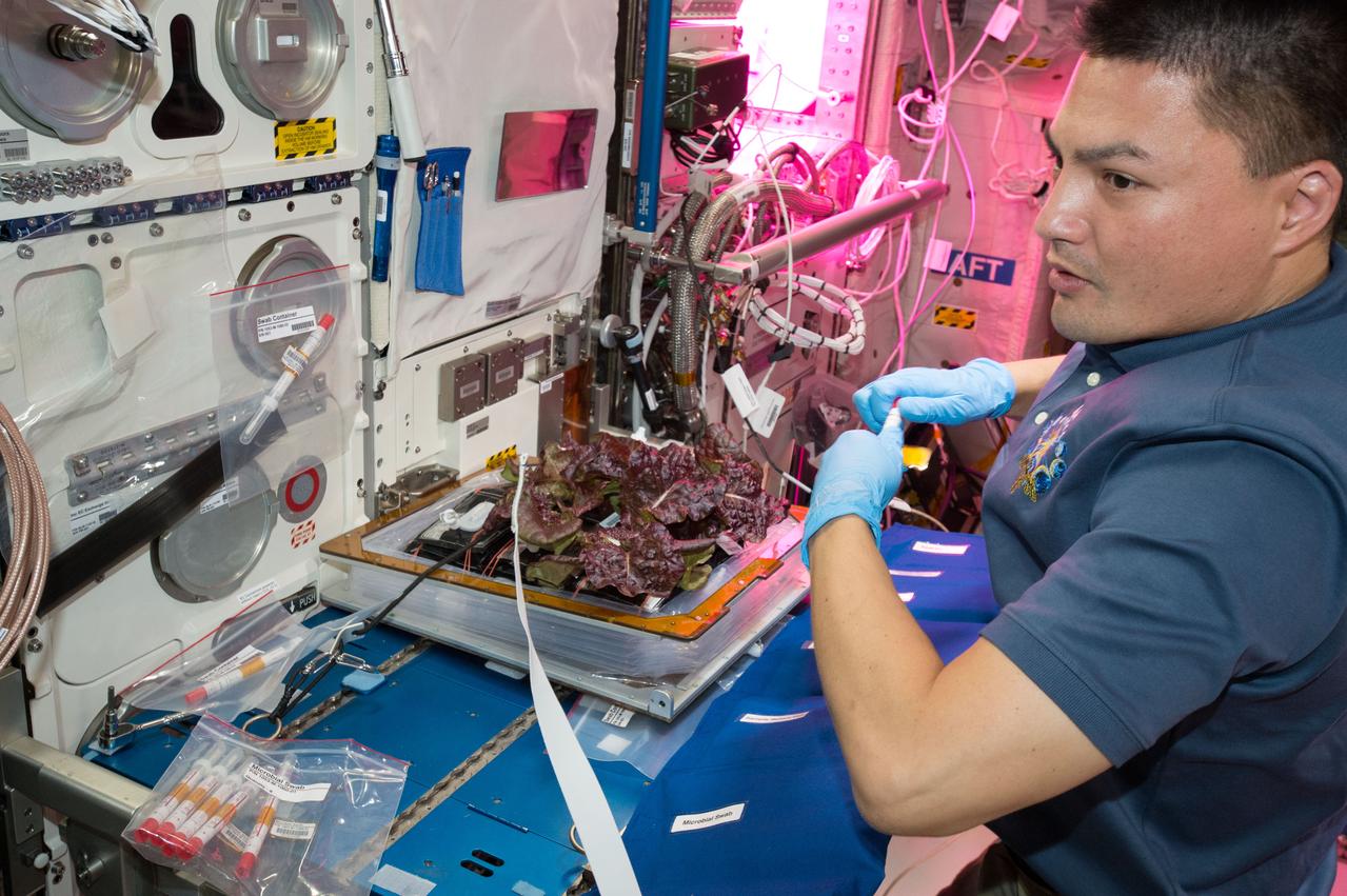 Flight Photos - VEG-01B Day 33 - Plants at Harvest