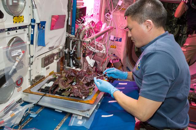 NASA image: Flight Photos - VEG-01B Day 33 - Plants at Harvest