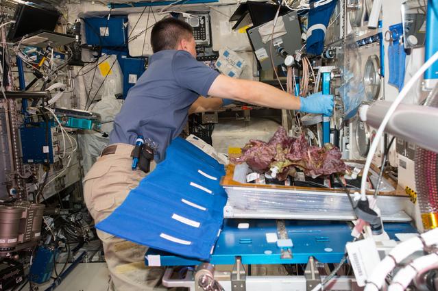 NASA image: Flight Photos - VEG-01B Day 33 - Plants at Harvest