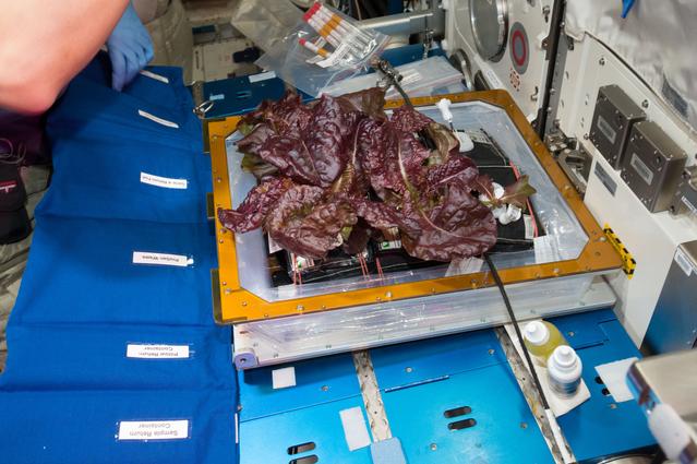 NASA image: Flight Photos - VEG-01B Day 33 - Plants at Harvest