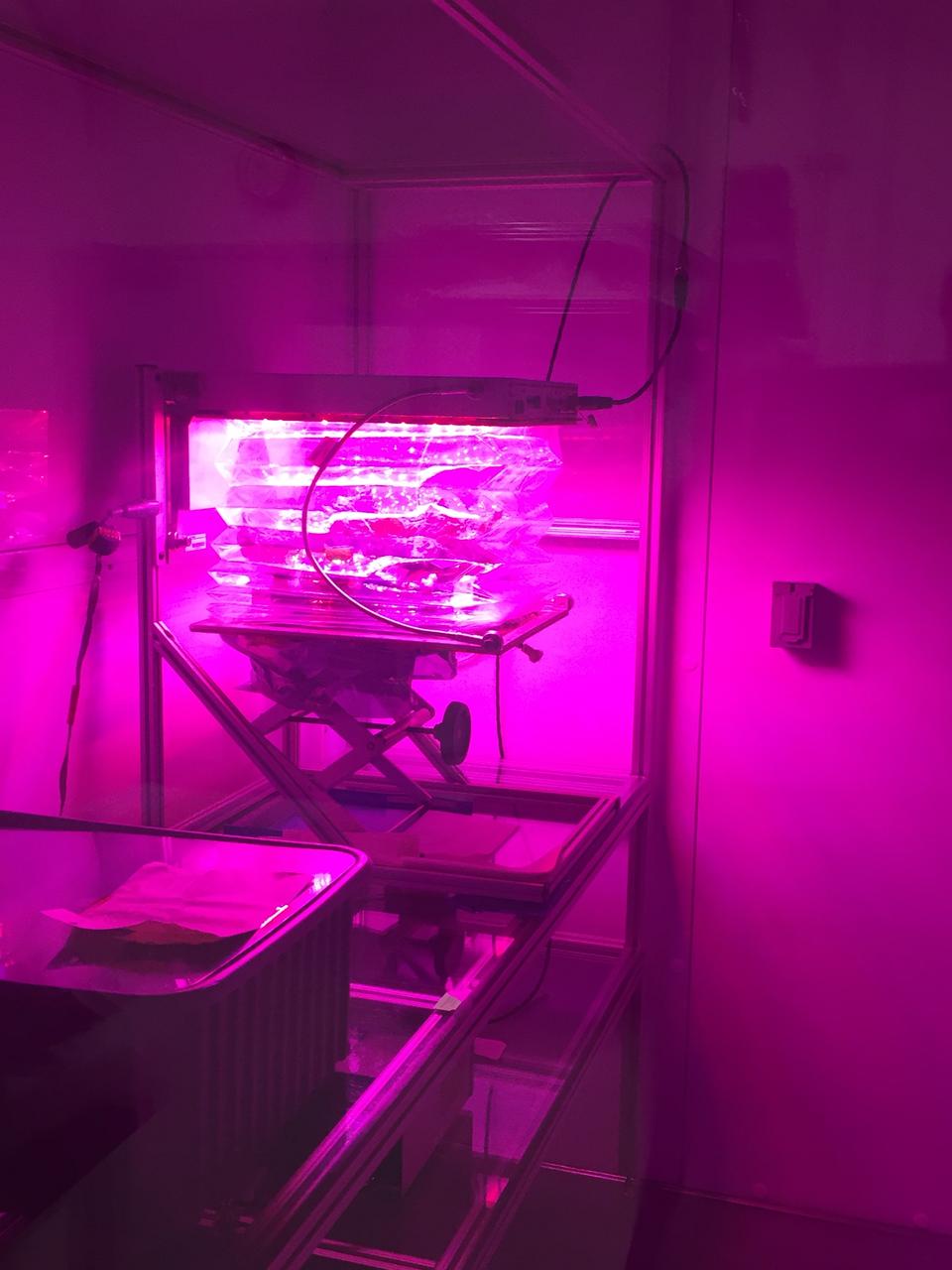 Astronaut Scott Kelly initiated VEG-01 B, the second crop of lettuce, on July, 8, 2015, and both Kelly and Astronaut Kjell Lindgren cared for the plants. The crop grew for 33 days. VEG-01 B included one set of six plant pillows planted with red romaine lettuce seeds. On Aug. 10, 2015, the crew harvested and consumed leaves from each plant. This was the first crop grown and consumed in NASA hardware. They harvested the rest of the plant tissue and froze it in the station’s Minus Eighty-Degree Laboratory Freezer for ISS (MELFI) for return to Earth for further study including microbial analysis, antioxidant capacity, mineral analysis and anthocyanin concentration. 