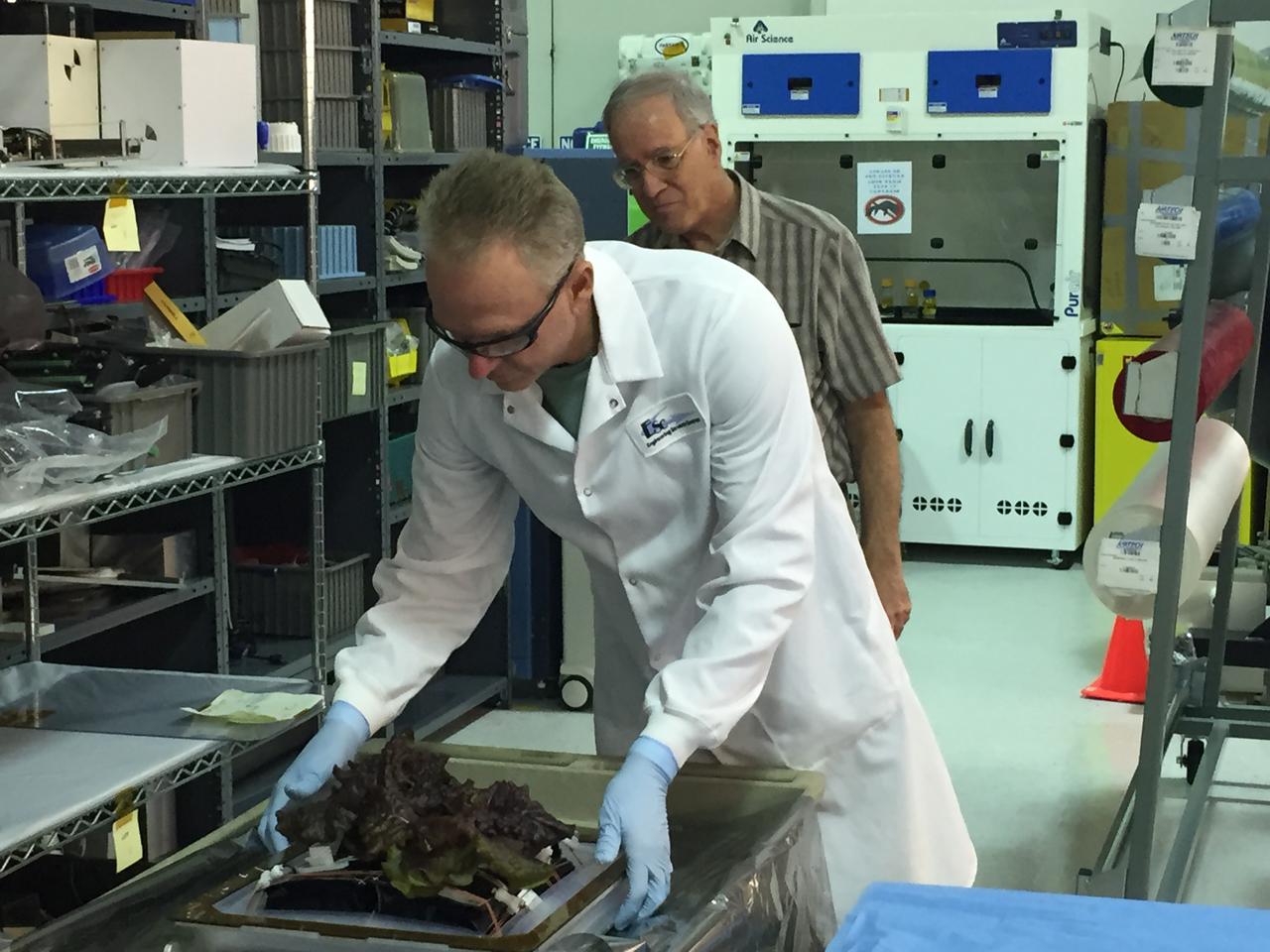 Astronaut Scott Kelly initiated VEG-01 B, the second crop of lettuce, on July, 8, 2015, and both Kelly and Astronaut Kjell Lindgren cared for the plants. The crop grew for 33 days. VEG-01 B included one set of six plant pillows planted with red romaine lettuce seeds. On Aug. 10, 2015, the crew harvested and consumed leaves from each plant. This was the first crop grown and consumed in NASA hardware. They harvested the rest of the plant tissue and froze it in the station’s Minus Eighty-Degree Laboratory Freezer for ISS (MELFI) for return to Earth for further study including microbial analysis, antioxidant capacity, mineral analysis and anthocyanin concentration. 