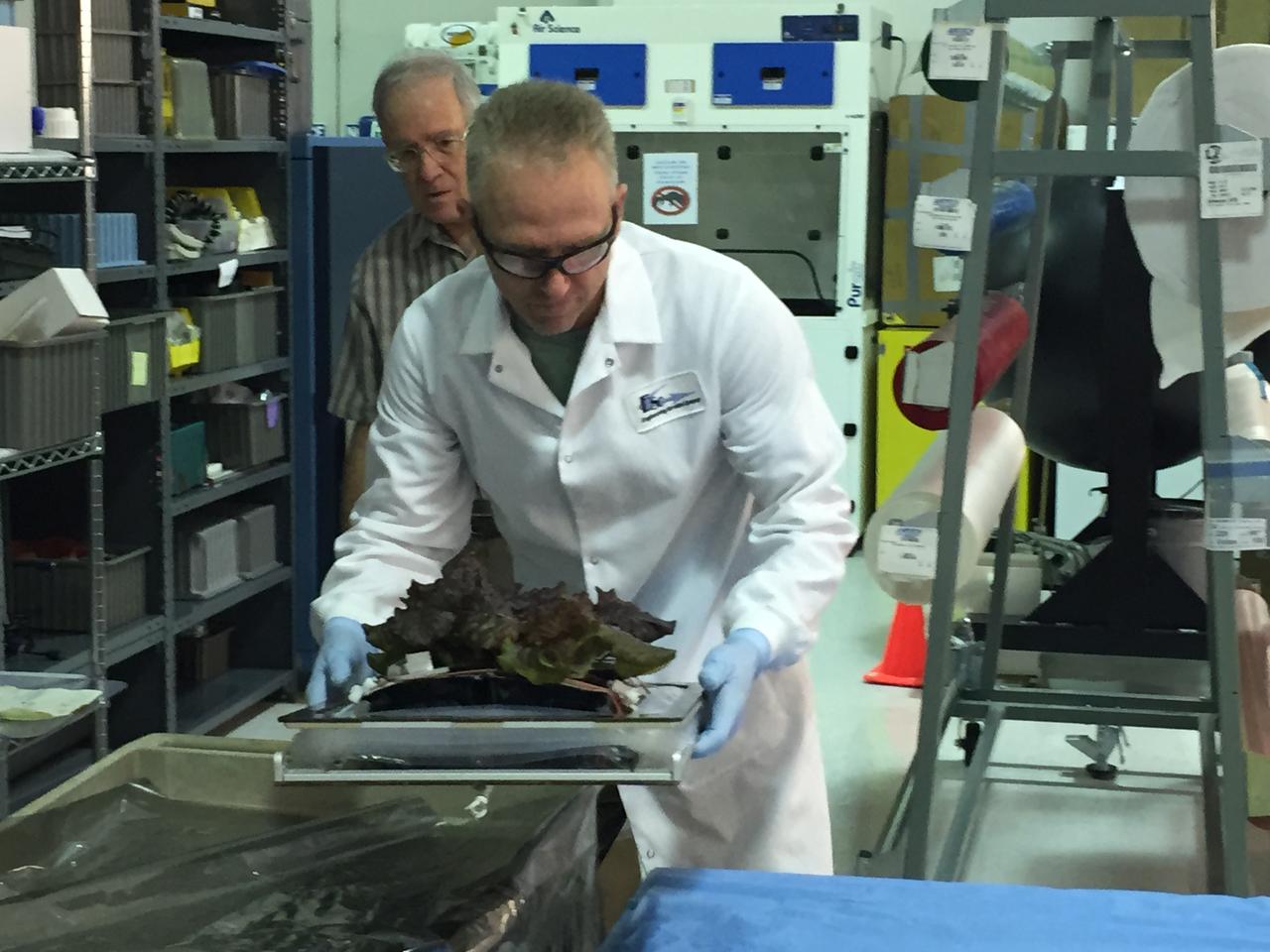 Astronaut Scott Kelly initiated VEG-01 B, the second crop of lettuce, on July, 8, 2015, and both Kelly and Astronaut Kjell Lindgren cared for the plants. The crop grew for 33 days. VEG-01 B included one set of six plant pillows planted with red romaine lettuce seeds. On Aug. 10, 2015, the crew harvested and consumed leaves from each plant. This was the first crop grown and consumed in NASA hardware. They harvested the rest of the plant tissue and froze it in the station’s Minus Eighty-Degree Laboratory Freezer for ISS (MELFI) for return to Earth for further study including microbial analysis, antioxidant capacity, mineral analysis and anthocyanin concentration. 