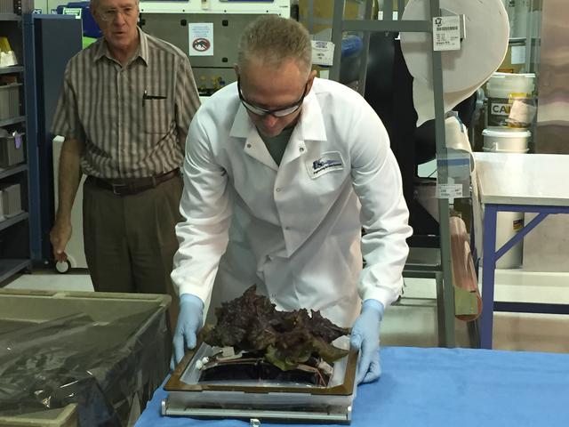 NASA image: Ground Photos - 33 DAI VEG-01B - Ground Harvest