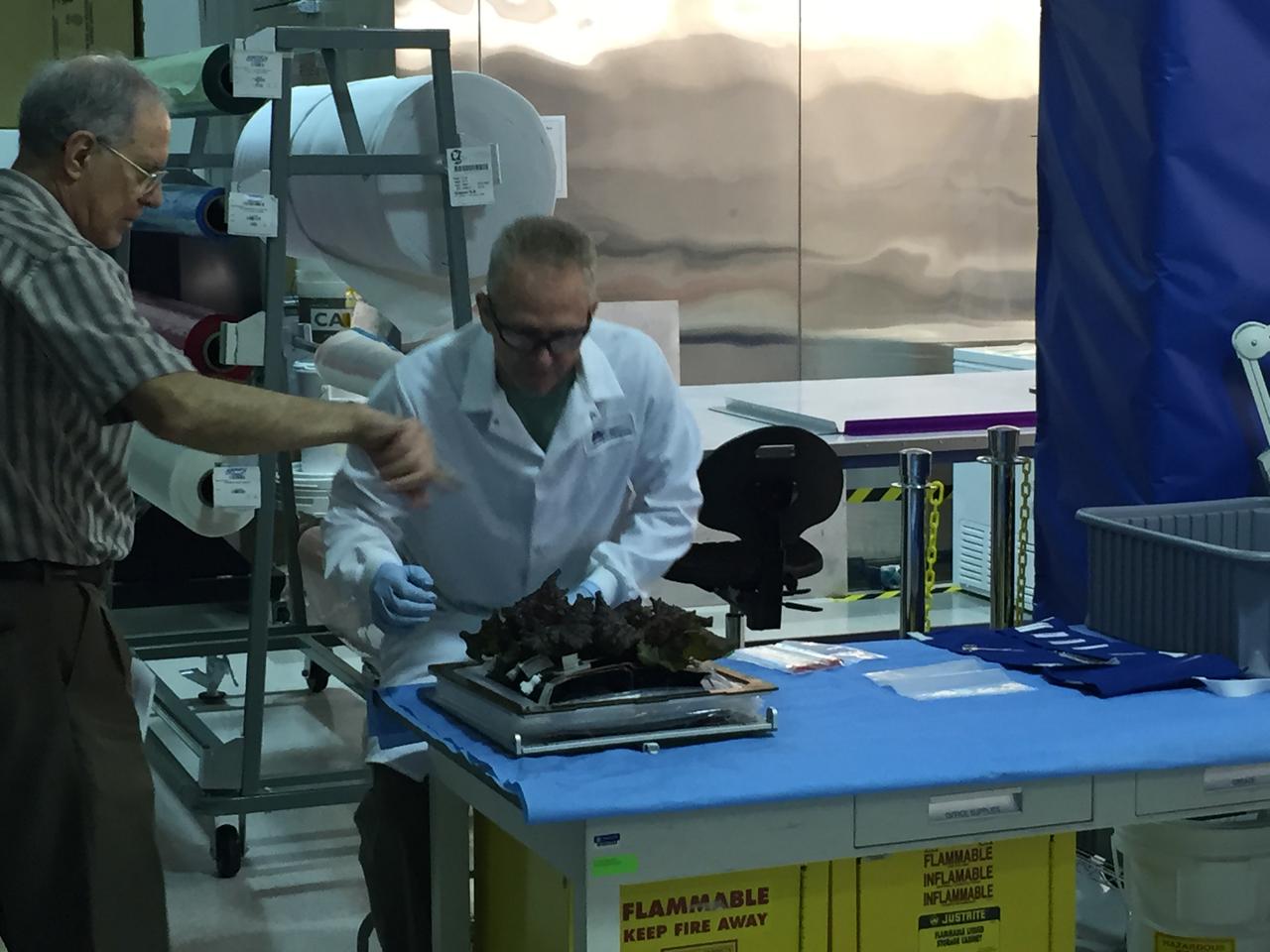 Astronaut Scott Kelly initiated VEG-01 B, the second crop of lettuce, on July, 8, 2015, and both Kelly and Astronaut Kjell Lindgren cared for the plants. The crop grew for 33 days. VEG-01 B included one set of six plant pillows planted with red romaine lettuce seeds. On Aug. 10, 2015, the crew harvested and consumed leaves from each plant. This was the first crop grown and consumed in NASA hardware. They harvested the rest of the plant tissue and froze it in the station’s Minus Eighty-Degree Laboratory Freezer for ISS (MELFI) for return to Earth for further study including microbial analysis, antioxidant capacity, mineral analysis and anthocyanin concentration. 