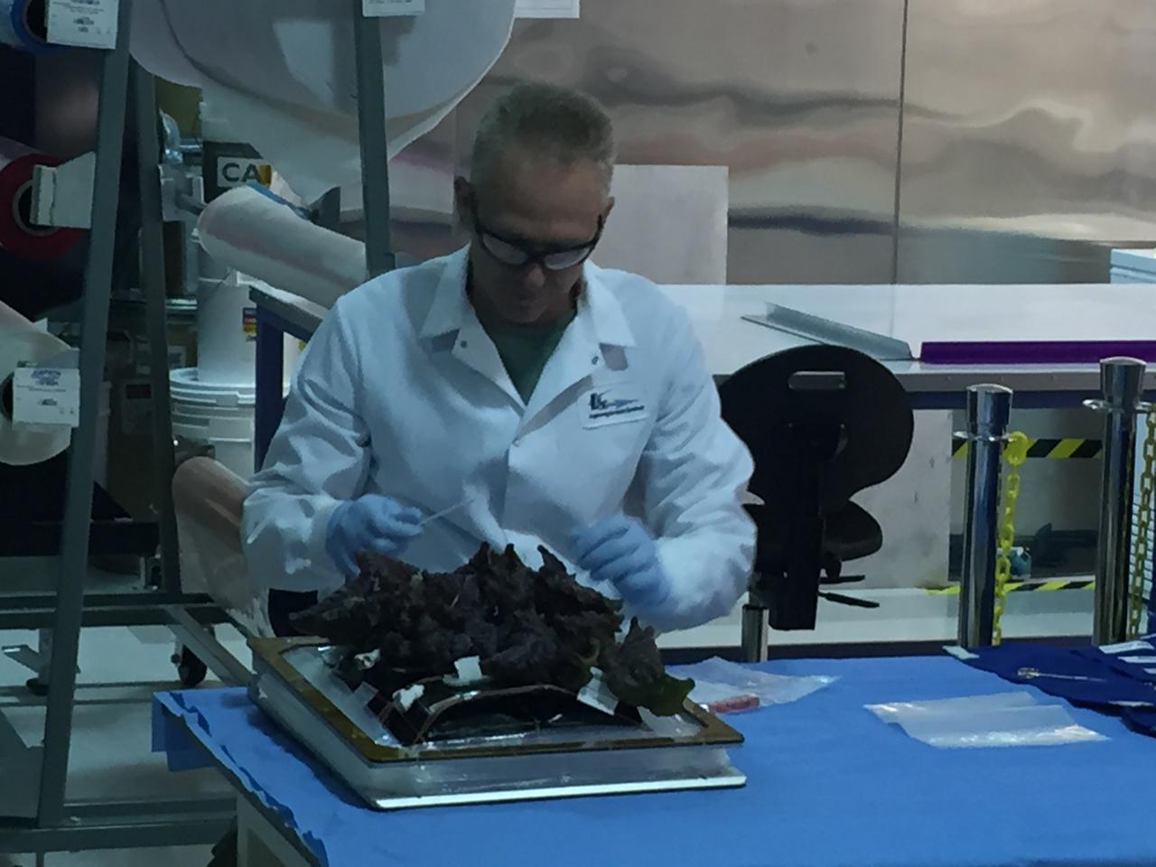 Astronaut Scott Kelly initiated VEG-01 B, the second crop of lettuce, on July, 8, 2015, and both Kelly and Astronaut Kjell Lindgren cared for the plants. The crop grew for 33 days. VEG-01 B included one set of six plant pillows planted with red romaine lettuce seeds. On Aug. 10, 2015, the crew harvested and consumed leaves from each plant. This was the first crop grown and consumed in NASA hardware. They harvested the rest of the plant tissue and froze it in the station’s Minus Eighty-Degree Laboratory Freezer for ISS (MELFI) for return to Earth for further study including microbial analysis, antioxidant capacity, mineral analysis and anthocyanin concentration. 