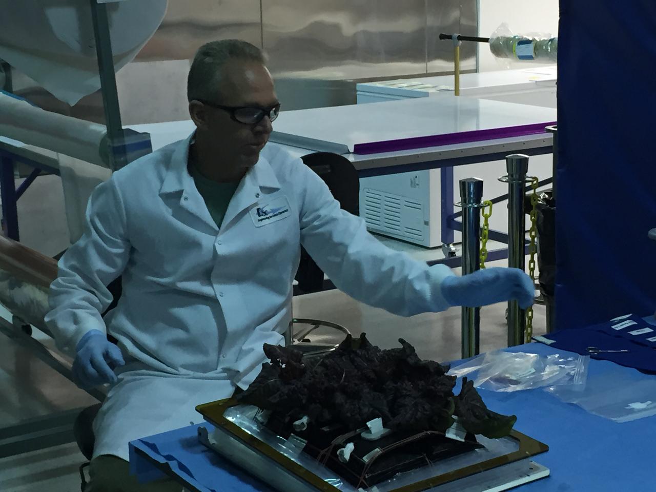 Astronaut Scott Kelly initiated VEG-01 B, the second crop of lettuce, on July, 8, 2015, and both Kelly and Astronaut Kjell Lindgren cared for the plants. The crop grew for 33 days. VEG-01 B included one set of six plant pillows planted with red romaine lettuce seeds. On Aug. 10, 2015, the crew harvested and consumed leaves from each plant. This was the first crop grown and consumed in NASA hardware. They harvested the rest of the plant tissue and froze it in the station’s Minus Eighty-Degree Laboratory Freezer for ISS (MELFI) for return to Earth for further study including microbial analysis, antioxidant capacity, mineral analysis and anthocyanin concentration. 