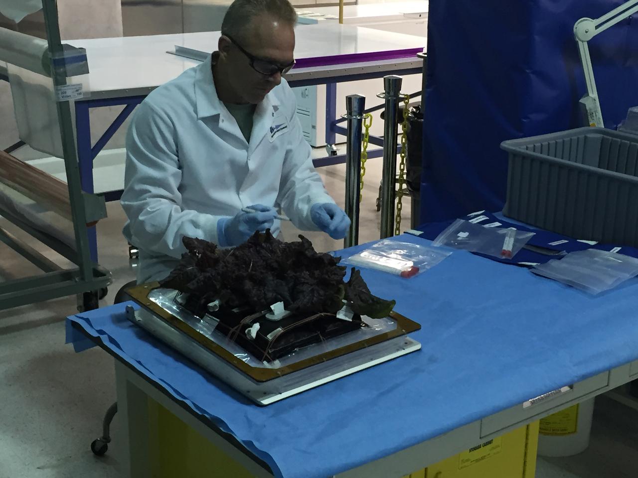 Astronaut Scott Kelly initiated VEG-01 B, the second crop of lettuce, on July, 8, 2015, and both Kelly and Astronaut Kjell Lindgren cared for the plants. The crop grew for 33 days. VEG-01 B included one set of six plant pillows planted with red romaine lettuce seeds. On Aug. 10, 2015, the crew harvested and consumed leaves from each plant. This was the first crop grown and consumed in NASA hardware. They harvested the rest of the plant tissue and froze it in the station’s Minus Eighty-Degree Laboratory Freezer for ISS (MELFI) for return to Earth for further study including microbial analysis, antioxidant capacity, mineral analysis and anthocyanin concentration. 