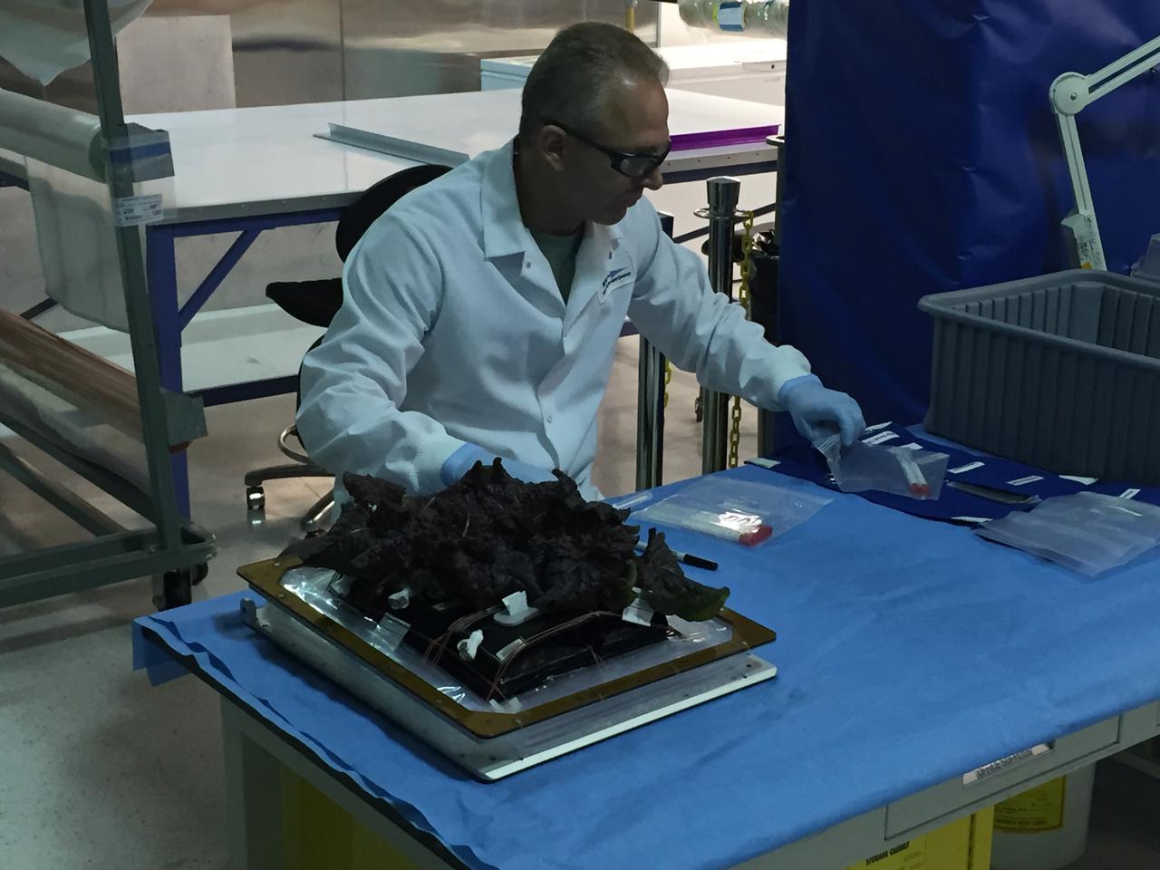 Ground Photos - 33 DAI VEG-01B - Ground Harvest