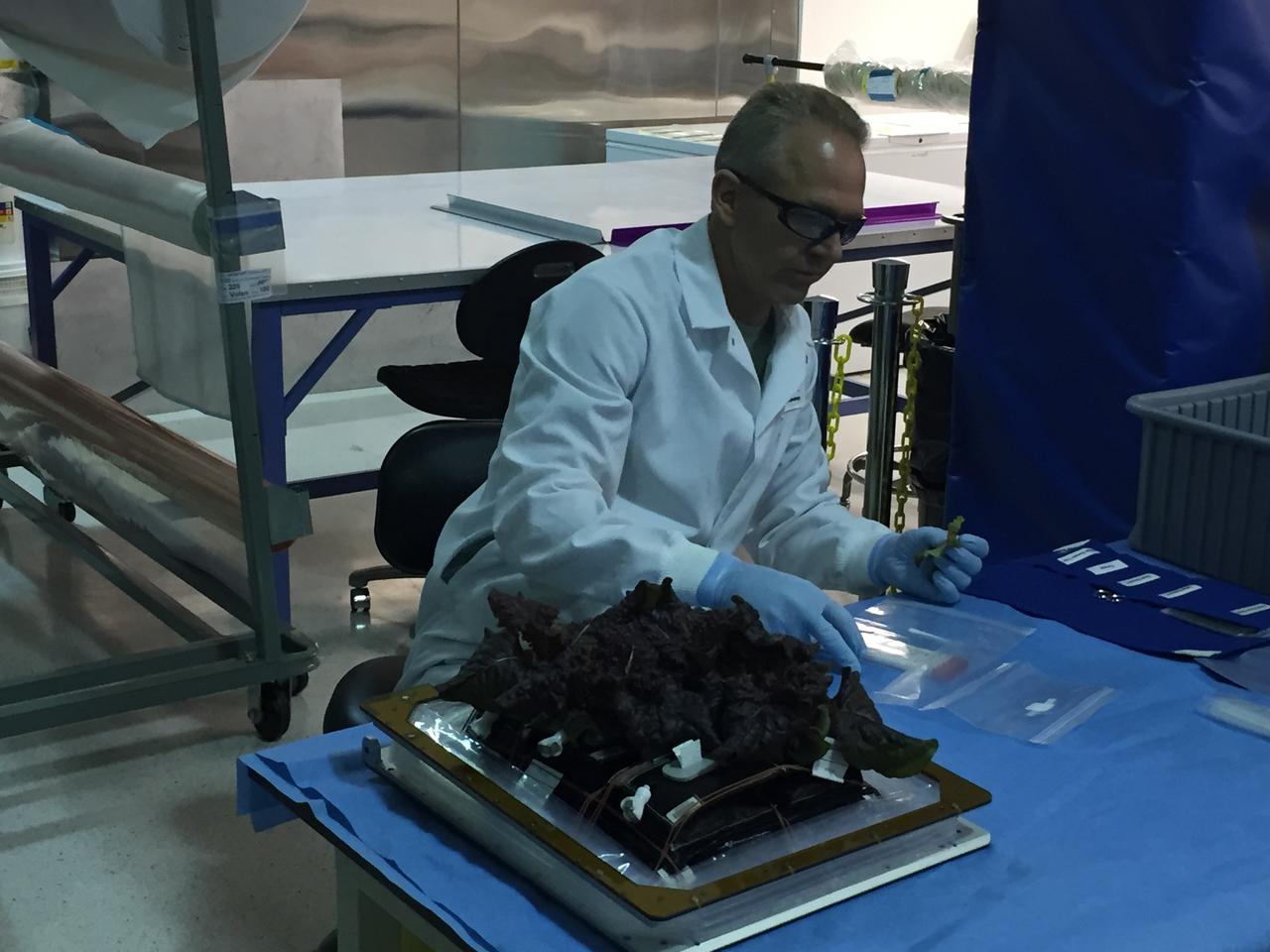 Astronaut Scott Kelly initiated VEG-01 B, the second crop of lettuce, on July, 8, 2015, and both Kelly and Astronaut Kjell Lindgren cared for the plants. The crop grew for 33 days. VEG-01 B included one set of six plant pillows planted with red romaine lettuce seeds. On Aug. 10, 2015, the crew harvested and consumed leaves from each plant. This was the first crop grown and consumed in NASA hardware. They harvested the rest of the plant tissue and froze it in the station’s Minus Eighty-Degree Laboratory Freezer for ISS (MELFI) for return to Earth for further study including microbial analysis, antioxidant capacity, mineral analysis and anthocyanin concentration. 