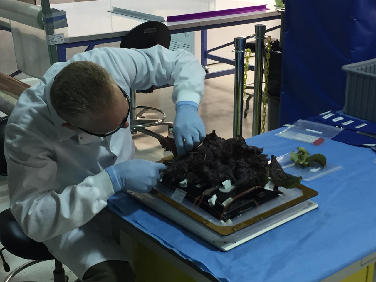 Astronaut Scott Kelly initiated VEG-01 B, the second crop of lettuce, on July, 8, 2015, and both Kelly and Astronaut Kjell Lindgren cared for the plants. The crop grew for 33 days. VEG-01 B included one set of six plant pillows planted with red romaine lettuce seeds. On Aug. 10, 2015, the crew harvested and consumed leaves from each plant. This was the first crop grown and consumed in NASA hardware. They harvested the rest of the plant tissue and froze it in the station’s Minus Eighty-Degree Laboratory Freezer for ISS (MELFI) for return to Earth for further study including microbial analysis, antioxidant capacity, mineral analysis and anthocyanin concentration. 