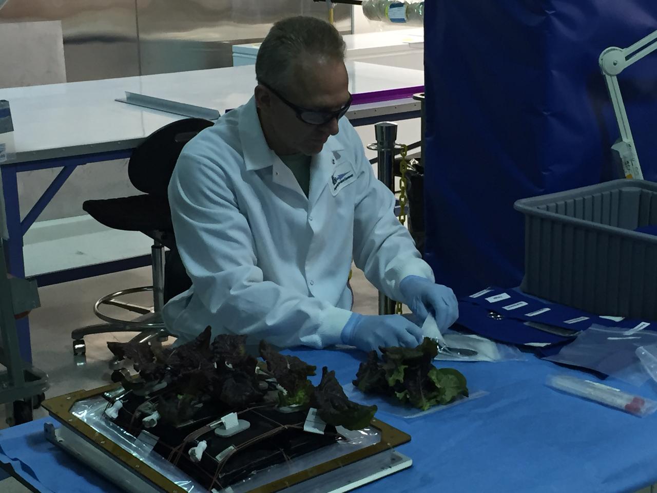 Astronaut Scott Kelly initiated VEG-01 B, the second crop of lettuce, on July, 8, 2015, and both Kelly and Astronaut Kjell Lindgren cared for the plants. The crop grew for 33 days. VEG-01 B included one set of six plant pillows planted with red romaine lettuce seeds. On Aug. 10, 2015, the crew harvested and consumed leaves from each plant. This was the first crop grown and consumed in NASA hardware. They harvested the rest of the plant tissue and froze it in the station’s Minus Eighty-Degree Laboratory Freezer for ISS (MELFI) for return to Earth for further study including microbial analysis, antioxidant capacity, mineral analysis and anthocyanin concentration. 