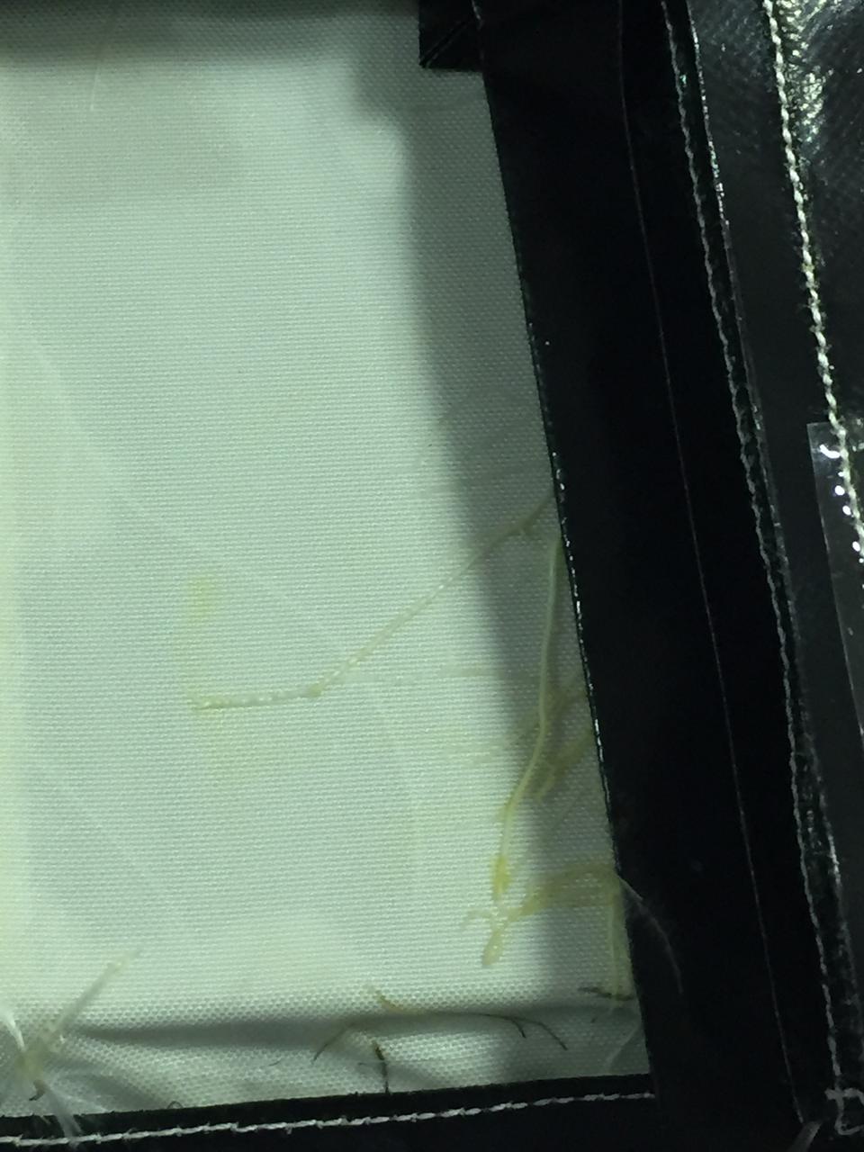 Ground Photos - 33 DAI VEG-01B - Ground Harvest