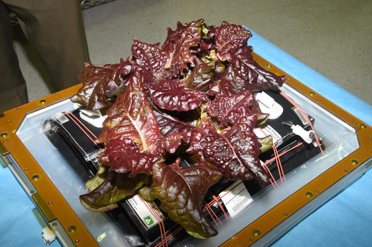 Astronaut Scott Kelly initiated VEG-01 B, the second crop of lettuce, on July, 8, 2015, and both Kelly and Astronaut Kjell Lindgren cared for the plants. The crop grew for 33 days. VEG-01 B included one set of six plant pillows planted with red romaine lettuce seeds. On Aug. 10, 2015, the crew harvested and consumed leaves from each plant. This was the first crop grown and consumed in NASA hardware. They harvested the rest of the plant tissue and froze it in the station’s Minus Eighty-Degree Laboratory Freezer for ISS (MELFI) for return to Earth for further study including microbial analysis, antioxidant capacity, mineral analysis and anthocyanin concentration. 