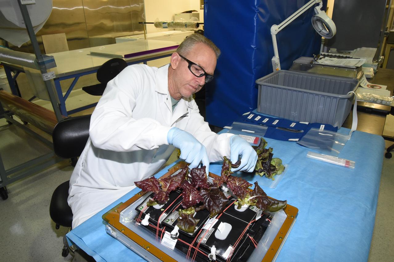 Astronaut Scott Kelly initiated VEG-01 B, the second crop of lettuce, on July, 8, 2015, and both Kelly and Astronaut Kjell Lindgren cared for the plants. The crop grew for 33 days. VEG-01 B included one set of six plant pillows planted with red romaine lettuce seeds. On Aug. 10, 2015, the crew harvested and consumed leaves from each plant. This was the first crop grown and consumed in NASA hardware. They harvested the rest of the plant tissue and froze it in the station’s Minus Eighty-Degree Laboratory Freezer for ISS (MELFI) for return to Earth for further study including microbial analysis, antioxidant capacity, mineral analysis and anthocyanin concentration. 