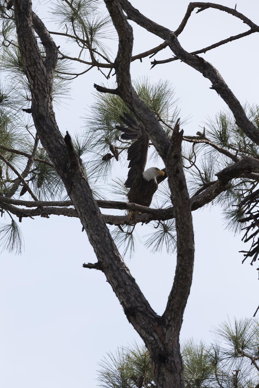 A bald eagle raises its wings in preparation for takeoff from its high perch in a pine tree at NASA’s Kennedy Space Center in Florida. The spaceport shares borders with the Merritt Island National Wildlife Refuge, which is home to more than 330 native and migratory bird species, along with 25 mammal, 117 fish, and 65 amphibian and reptile species.