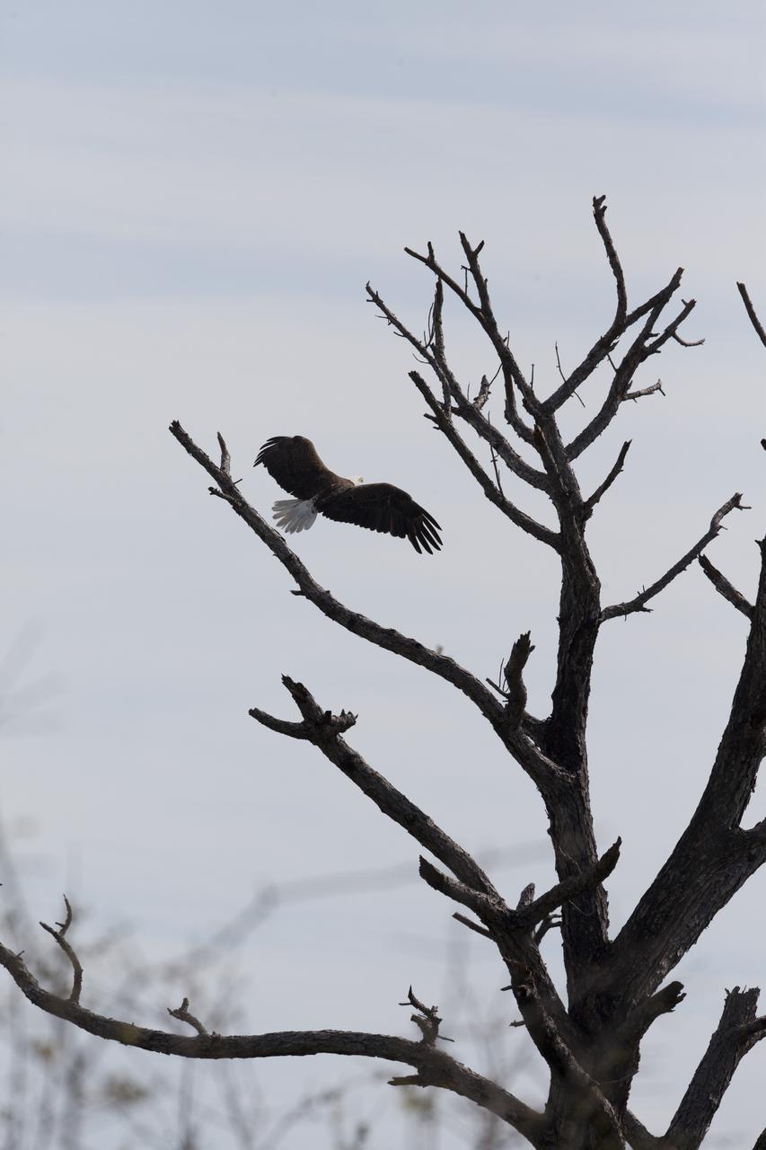 A bald eagle soars away from a pine tree at NASA’s Kennedy Space Center in Florida. The spaceport shares borders with the Merritt Island National Wildlife Refuge, which is home to more than 330 native and migratory bird species, along with 25 mammal, 117 fish, and 65 amphibian and reptile species. 