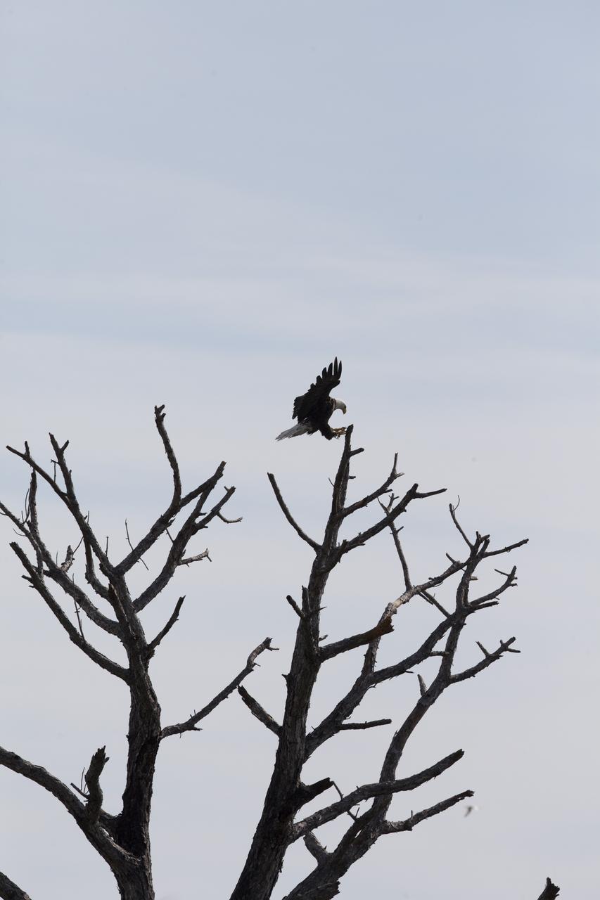 With its wings raised and talons extended, a bald eagle touches down on a high treetop at NASA’s Kennedy Space Center in Florida. The spaceport shares borders with the Merritt Island National Wildlife Refuge, which is home to more than 330 native and migratory bird species, along with 25 mammal, 117 fish, and 65 amphibian and reptile species. 