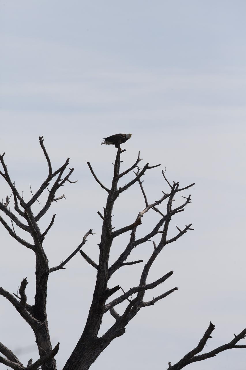 A bald eagle surveys its surroundings from a high treetop at NASA’s Kennedy Space Center in Florida. The spaceport shares borders with the Merritt Island National Wildlife Refuge, which is home to more than 330 native and migratory bird species, along with 25 mammal, 117 fish, and 65 amphibian and reptile species.