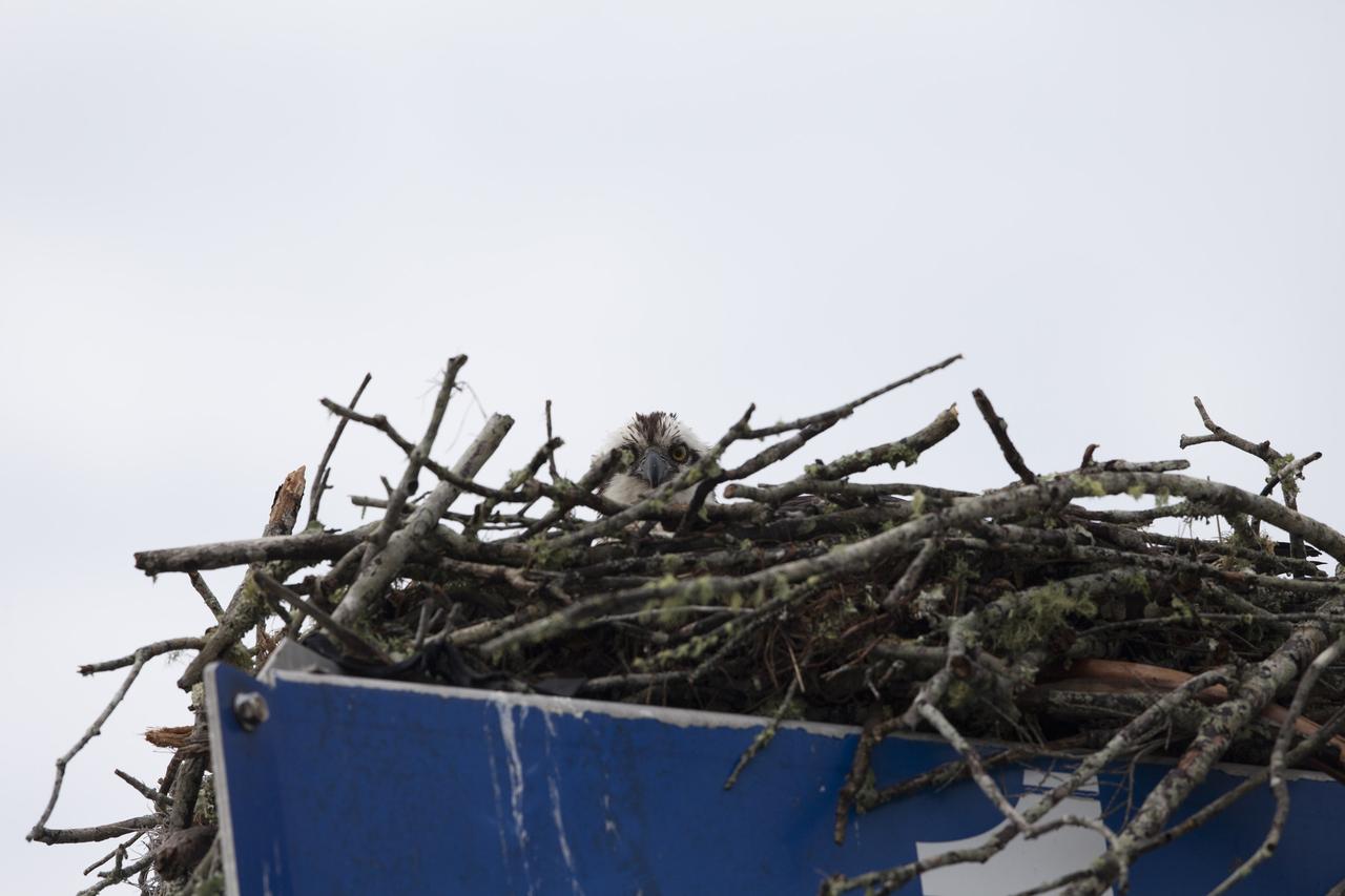 A juvenile osprey peers over the edge of its nest, which its parents have built atop a sign at NASA’s Kennedy Space Center in Florida. The spaceport shares borders with the Merritt Island National Wildlife Refuge, which is home to more than 330 native and migratory bird species, along with 25 mammal, 117 fish, and 65 amphibian and reptile species.