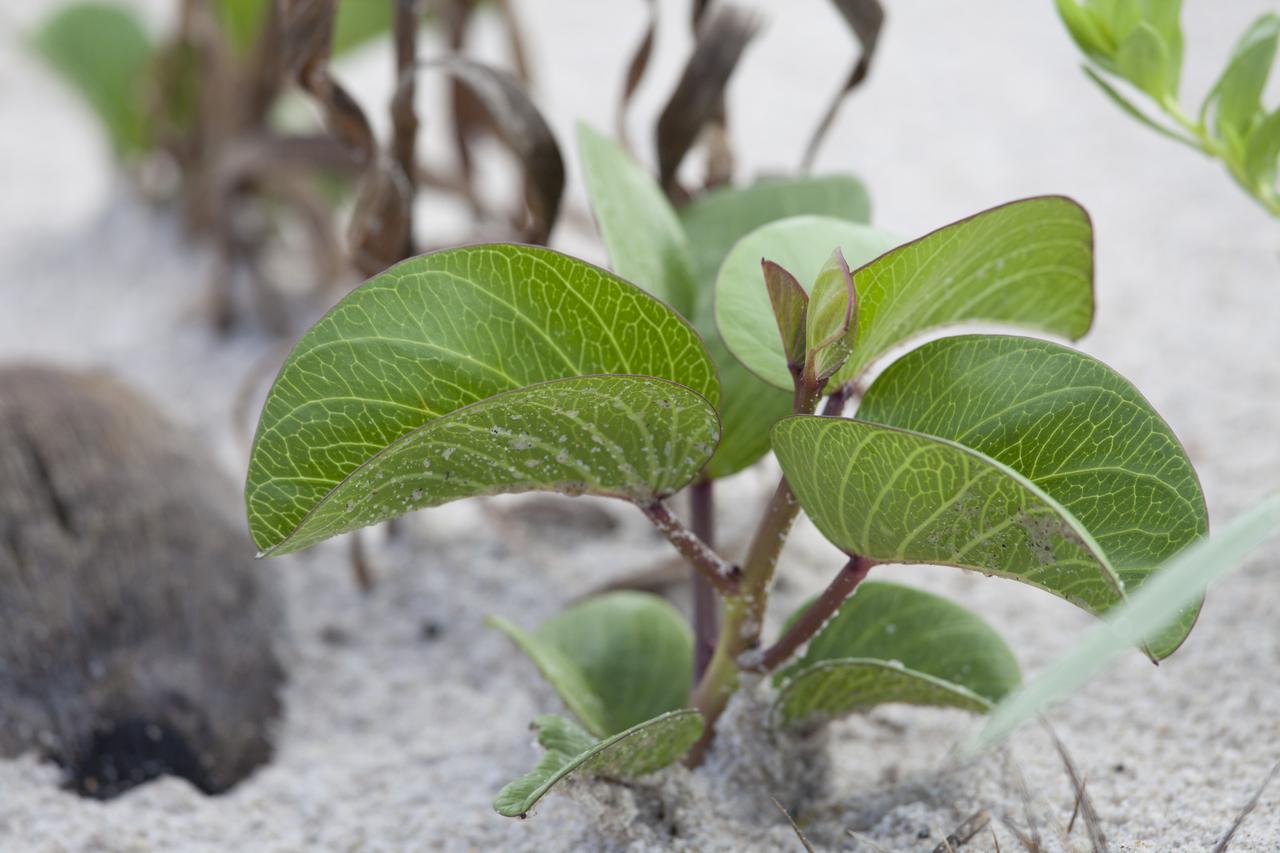 A plant sprouts from a patch of sandy ground at NASA’s Kennedy Space Center in Florida. The spaceport shares borders with the Merritt Island National Wildlife Refuge, which is home to more than 330 native and migratory bird species, along with 25 mammal, 117 fish, and 65 amphibian and reptile species.