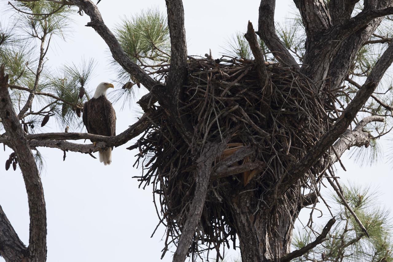 From its perch high up in a pine tree at Merritt Island National Wildlife Refuge in Florida, a bald eagle keeps a watchful eye on its large nest, called an aerie. NASA’s Kennedy Space Center shares boundaries with the refuge, which is home to more than 330 native and migratory bird species, along with 25 mammal, 117 fish, and 65 amphibian and reptile species. 
