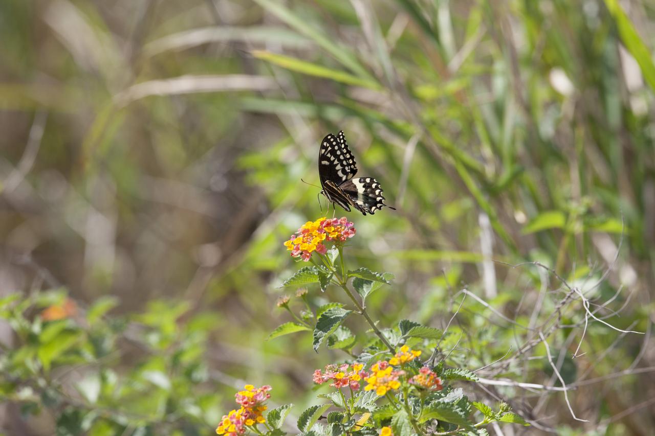 A black swallowtail butterfly enjoys a snack from a blooming lantana plant at Merritt Island National Wildlife Refuge in Florida. NASA’s Kennedy Space Center shares boundaries with the refuge, which is home to more than 330 native and migratory bird species, along with 25 mammal, 117 fish, and 65 amphibian and reptile species. 