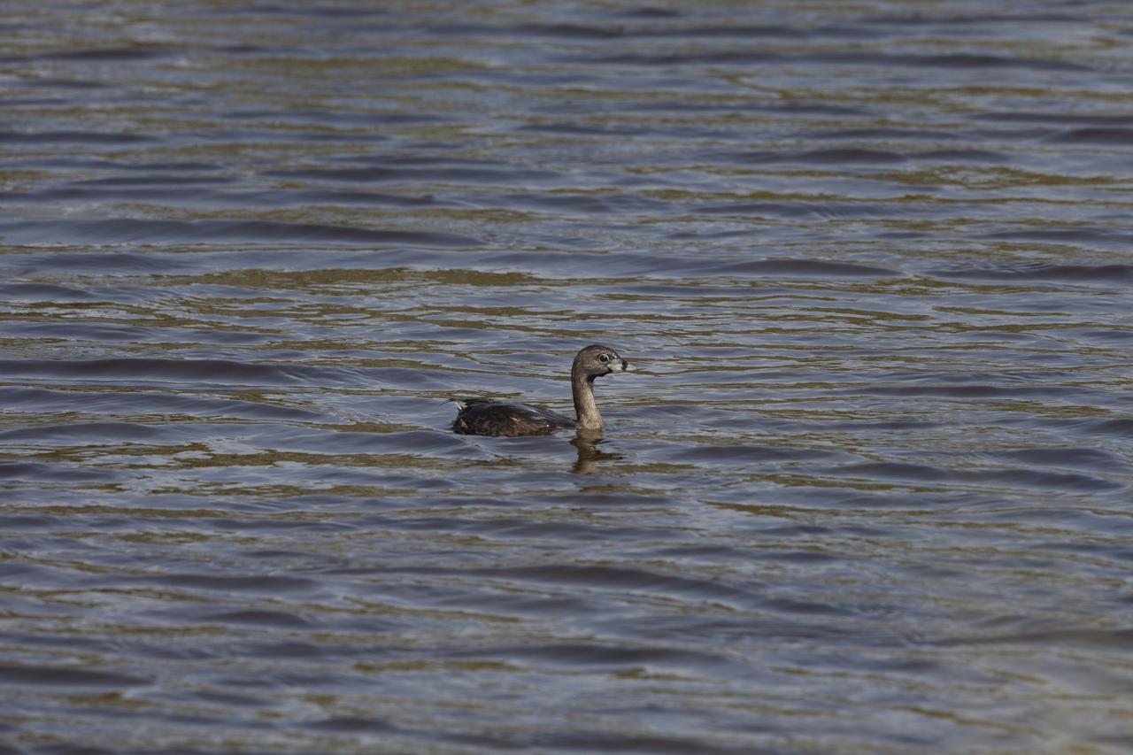 A pied-billed grebe paddles in one of the many waterways at Merritt Island National Wildlife Refuge in Florida. NASA’s Kennedy Space Center shares boundaries with the refuge, which is home to more than 330 native and migratory bird species, along with 25 mammal, 117 fish, and 65 amphibian and reptile species.