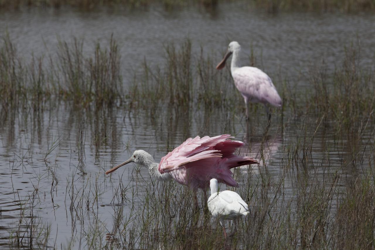 Two juvenile roseate spoonbills are joined by a white ibis, foreground, as the trio wades in a shallow waterway at Merritt Island National Wildlife Refuge in Florida. NASA’s Kennedy Space Center shares boundaries with the refuge, which is home to more than 330 native and migratory bird species, along with 25 mammal, 117 fish, and 65 amphibian and reptile species. 
