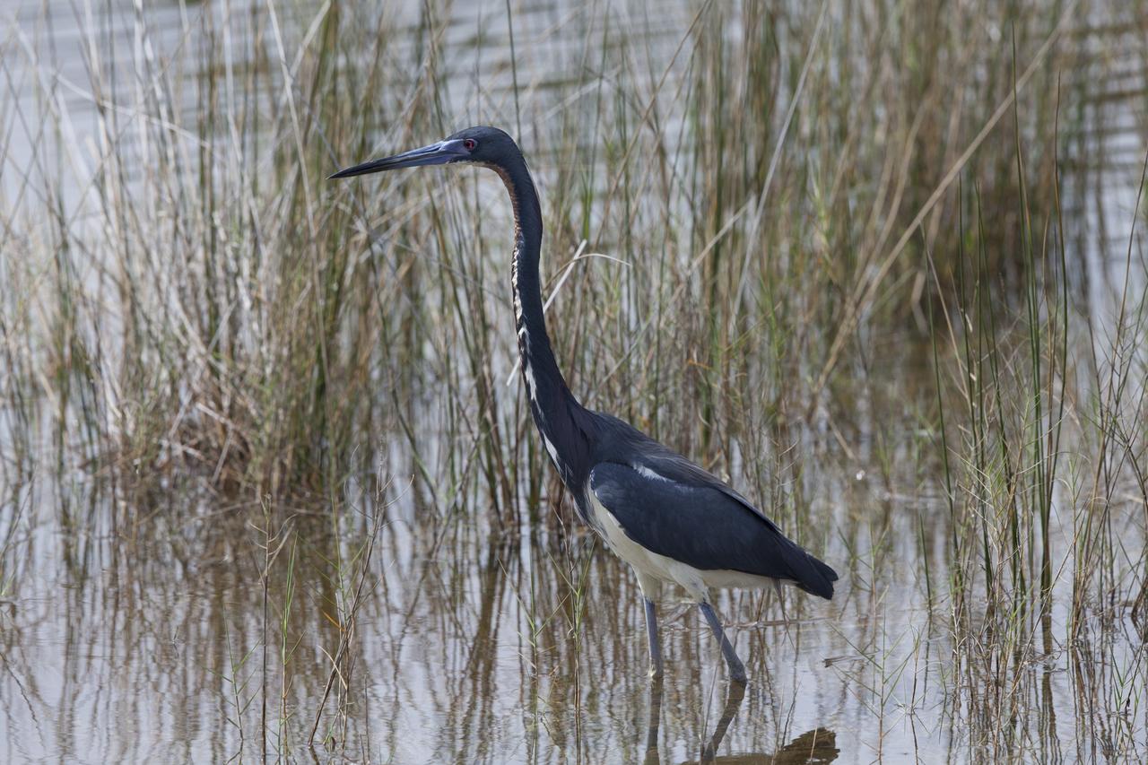 A tricolored heron wades in a shallow waterway at Merritt Island National Wildlife Refuge in Florida. NASA’s Kennedy Space Center shares boundaries with the refuge, which is home to more than 330 native and migratory bird species, along with 25 mammal, 117 fish, and 65 amphibian and reptile species.