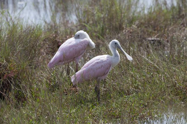 Creative Photography - Wildlife