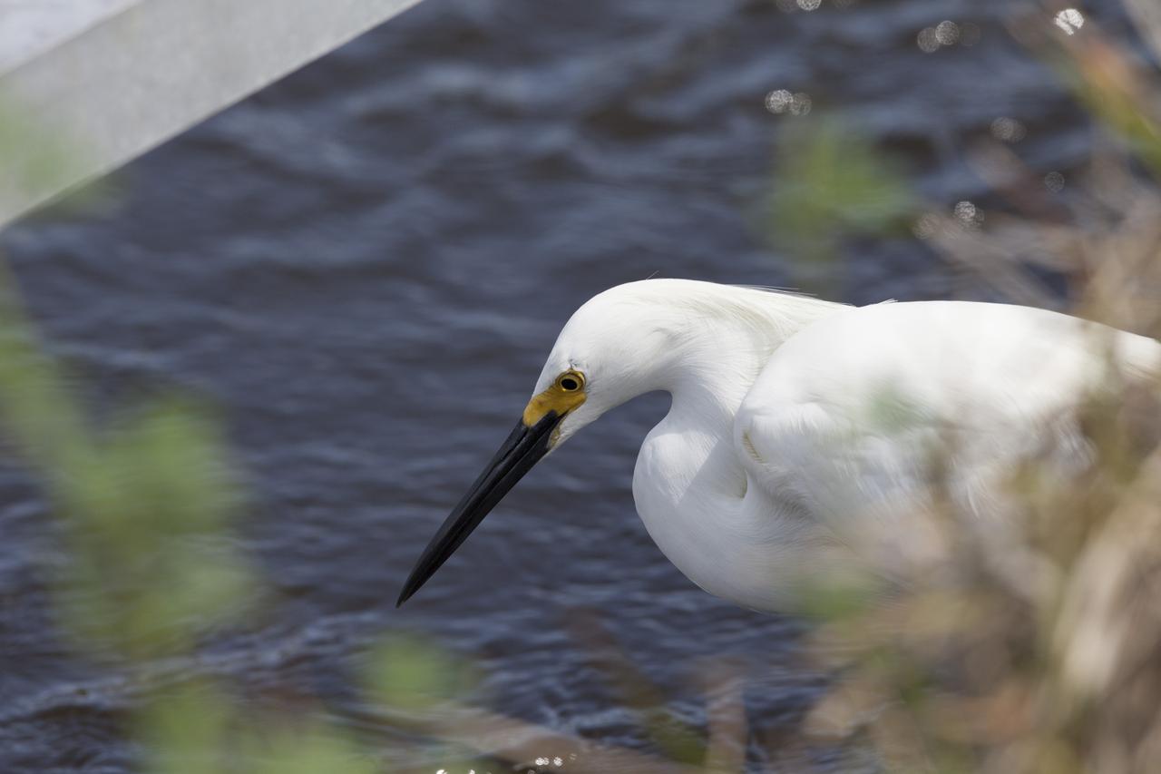 A snowy egret focuses its attention on a potential meal swimming in a shallow waterway at Merritt Island National Wildlife Refuge in Florida. NASA’s Kennedy Space Center shares boundaries with the refuge, which is home to more than 330 native and migratory bird species, along with 25 mammal, 117 fish, and 65 amphibian and reptile species.