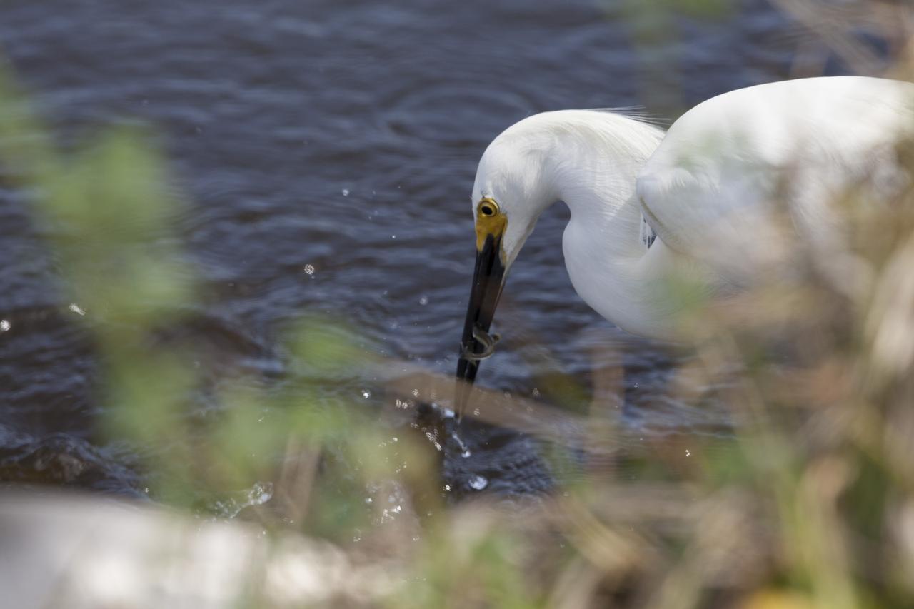 A snowy egret successfully catches a small fish in a shallow waterway at Merritt Island National Wildlife Refuge in Florida. NASA’s Kennedy Space Center shares boundaries with the refuge, which is home to more than 330 native and migratory bird species, along with 25 mammal, 117 fish, and 65 amphibian and reptile species.