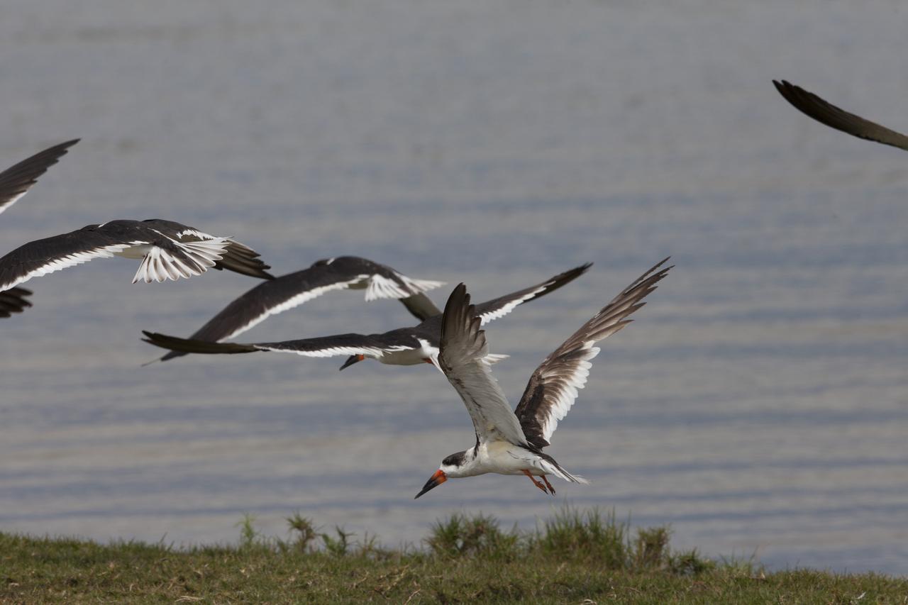 Black skimmers fly just above the waterline as they hunt for fish at Merritt Island National Wildlife Refuge in Florida. NASA’s Kennedy Space Center shares boundaries with the refuge, which is home to more than 330 native and migratory bird species, along with 25 mammal, 117 fish, and 65 amphibian and reptile species.