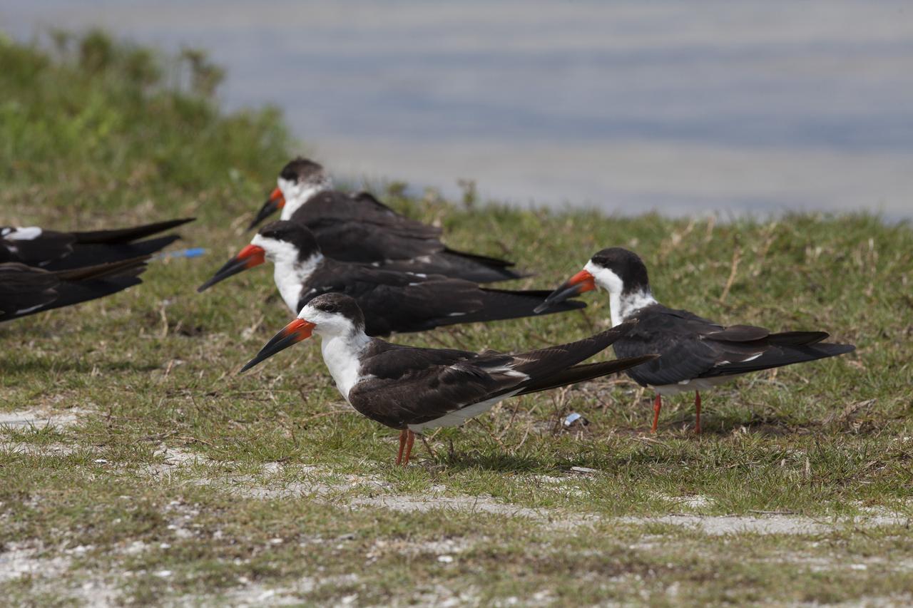 Black skimmers take a break from flying on a riverbank at Merritt Island National Wildlife Refuge in Florida. NASA’s Kennedy Space Center shares boundaries with the refuge, which is home to more than 330 native and migratory bird species, along with 25 mammal, 117 fish, and 65 amphibian and reptile species.